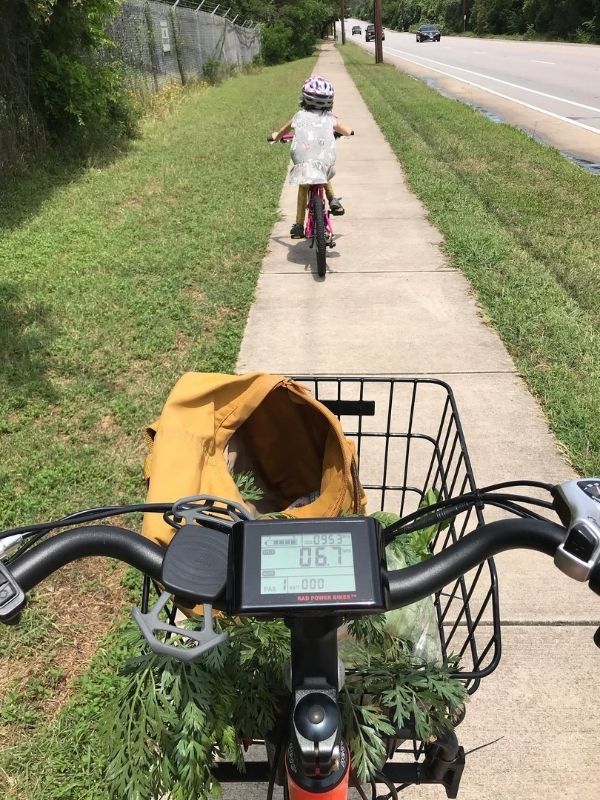 A little girl is biking on the sidewalk in a grey dress. The angle of the photo is from the perspective of someone else on a bike, you can see the front basket full of carrots in a yellow backpack.