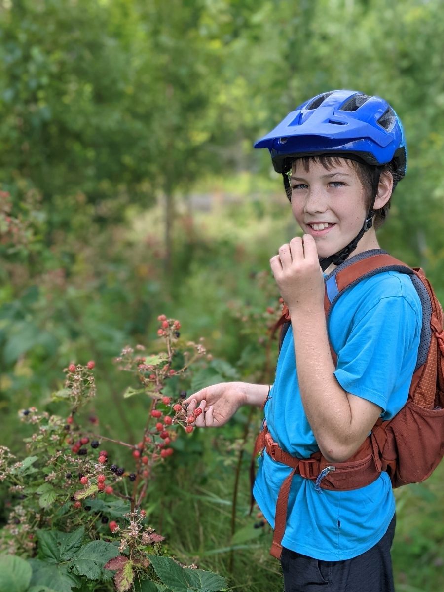 A boy wearing a bike helmet picks wild blackberries.