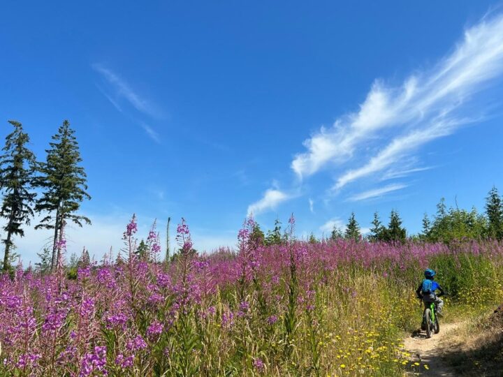 Photo of a child riding a mountain bike on a dirt trail next to a field of purple wildflowers