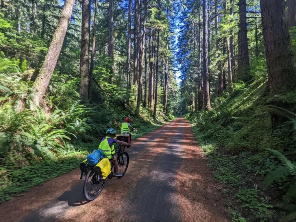 A family of cyclists ride along a pine tree lined path. 