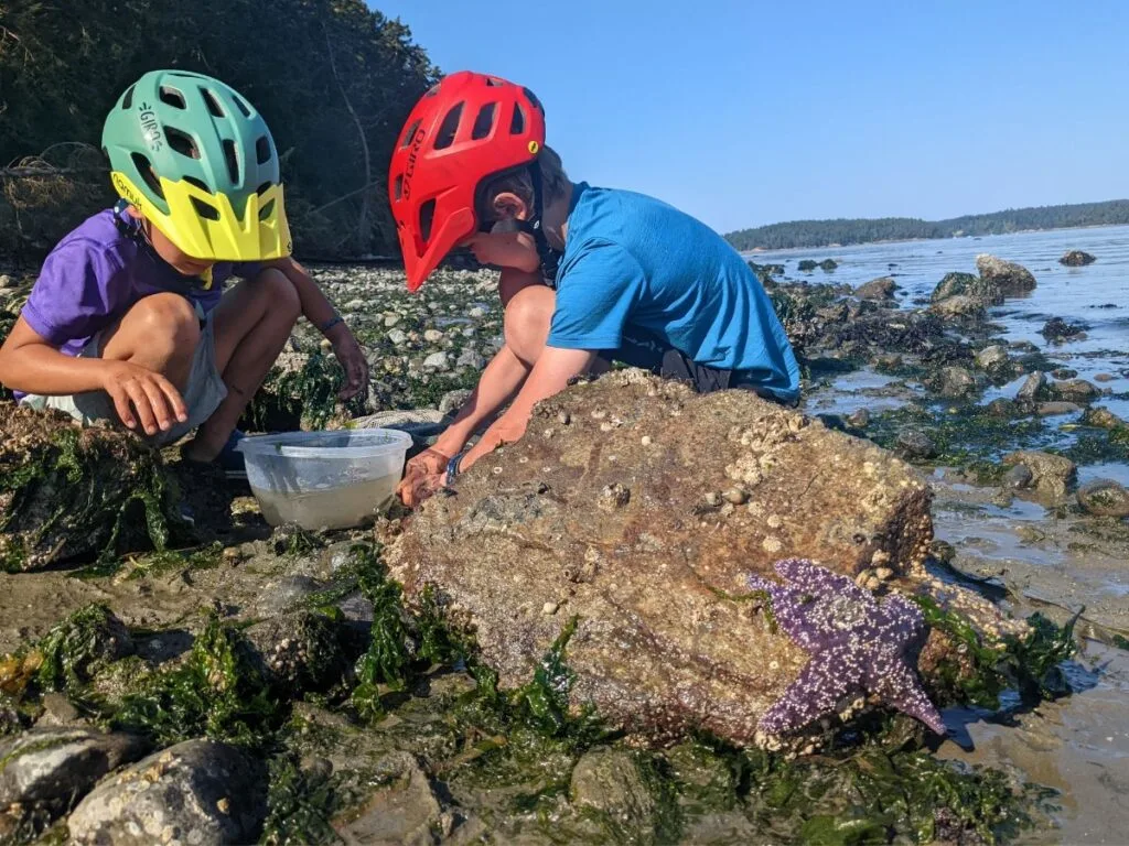 Two boys sit among tide pools, a purple star fish in the foreground.
